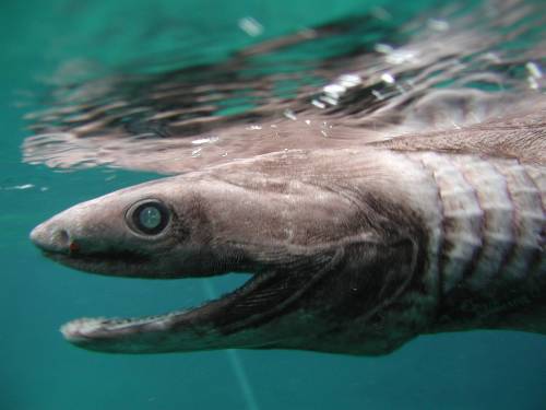 anubisfang:  Frilled Sharks (AKA sea dragons) 
