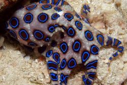 sixpenceee:  Blue-ringed octopuses are among