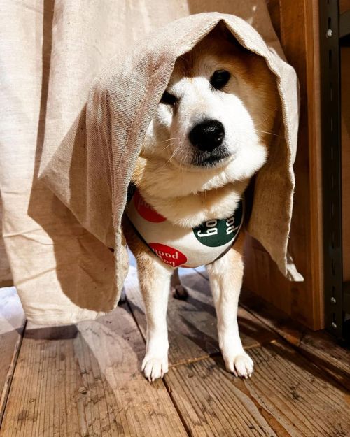 * Hi Uni . . チワッス #shiba#shibainu#glaucomadog#dogislove#uni#unihalo#柴犬うに#柴犬#緑内障#緑内障わんこ#うに#うにはろ#いぬとの暮