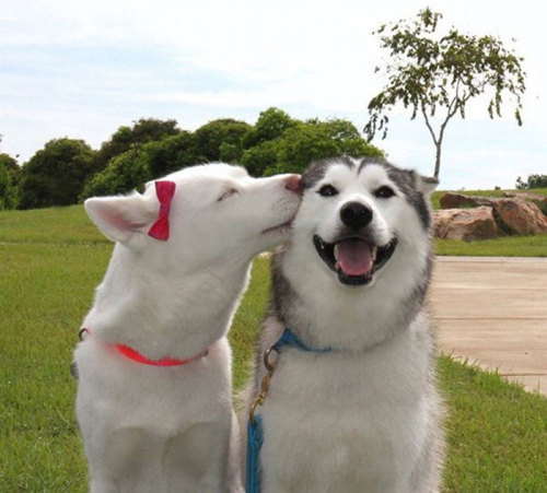 awesome-picz:  The Happiest Dogs Who Show The Best Smiles