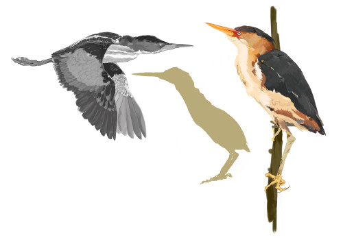 herons