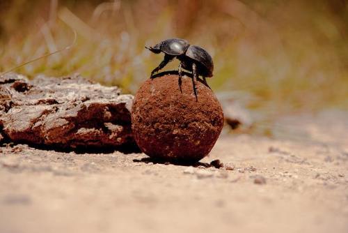 In business since the time of the dinosaursDung beetles have a diet that many of us would find abhor