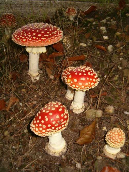 cookpot:  Top left: Gnome Village in red 3Top right: Gnome Village in red 6  Bottom: Gnome Village in red 1 [id: Three photos showing groups of fly agaric mushrooms growing from a forest floor covered in dead leaves and decomposing plant matter. They’re