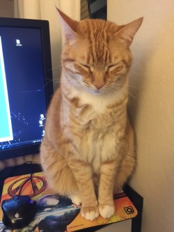 destinyapostasy:  Nachos is so polite when he sits on the desk; he makes sure I still have room to move my mouse. 