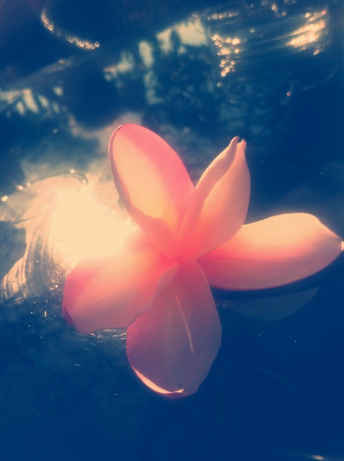 ingridprade01:tropic flower