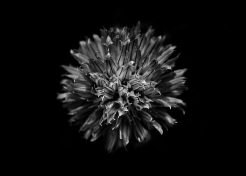 Backyard Flowers In Black And White 53.
Continuation of an ongoing series of black and white photographs of flowers grown in our backyard and in the gardens of our neighborhood here in Toronto Canada.
Original photography using a Canon EOS 60D body...