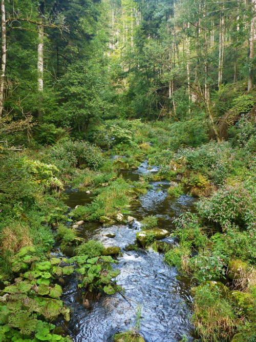 blackforestnature:Water flowing down the creek ‘Alb’.