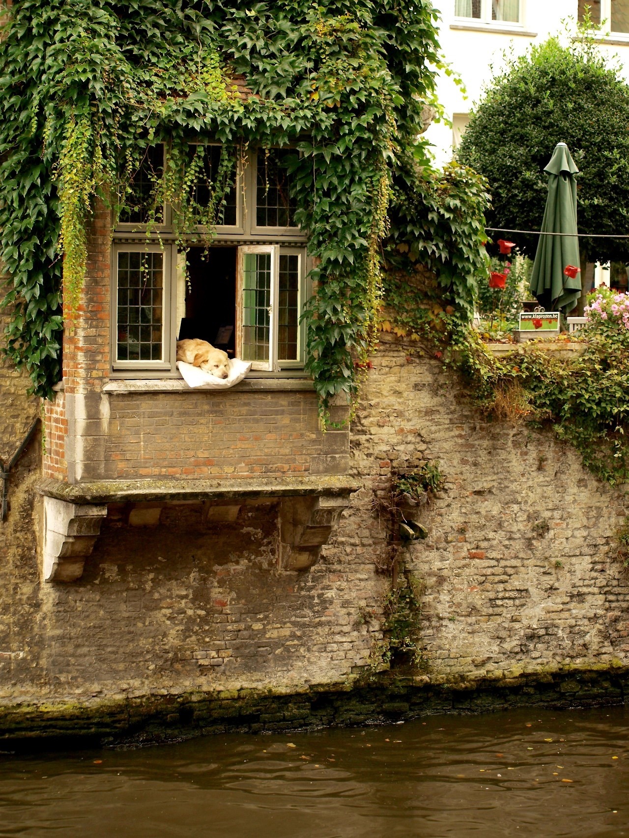 art-nimals:  Fidel, the celebrity dog of Bruges, BelgiumFidel lived at the “Côté