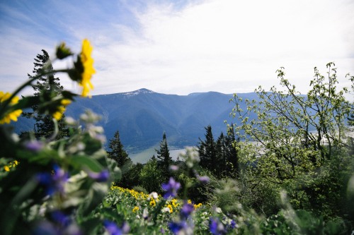 hannahkemp:Dog Mountain//Wild Flowers April 2016