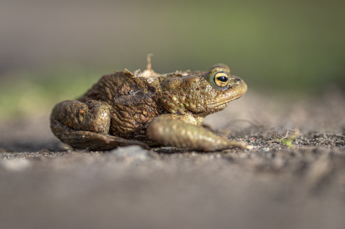 toadschooled: The European common toad [Bufo bufo] is not one to dilly-dally, and the arrival of spr
