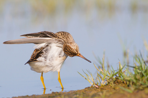 Pectoral Sandpiper (Calidris melanotos) &gt;&gt;by Armando Caldas (1|2)