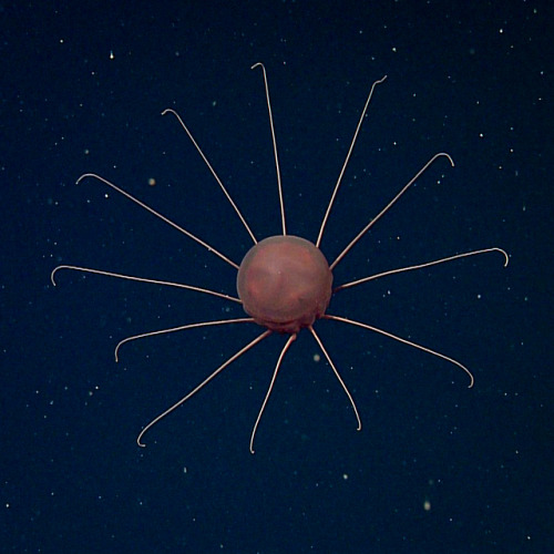 montereybayaquarium:The deep sea is radical. Two miles below the surface and not yet to the bottom, 