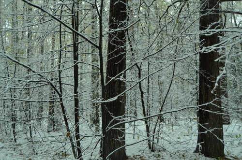 Snowy day.