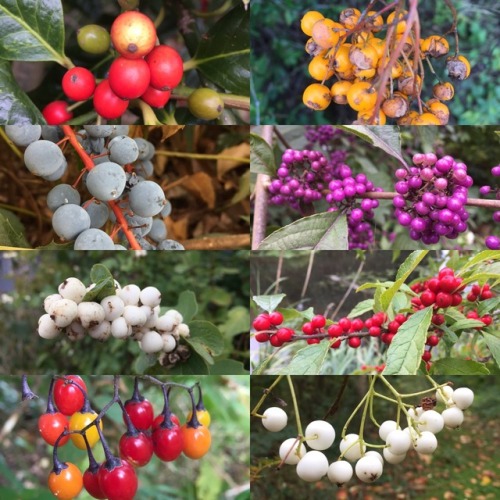 5-and-a-half-acres: 5-and-a-half-acres:A berry good time of year part 1. More color for a drab time 