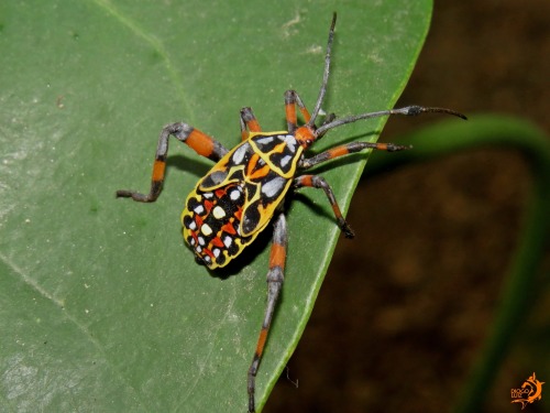 onenicebugperday:Leaf-footed bug nymphs in the genus PachylisFound throughout Mexico, Central Americ