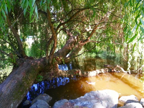 tropicean:  tree hanging over the water, mine don’t change the source pls xx