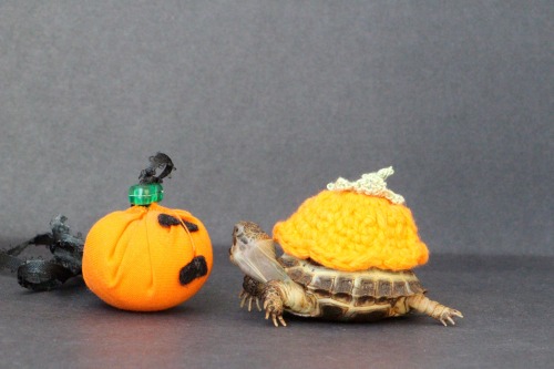 thewhimsyturtle: We don’t have time to carve a pumpkin this year, so Mommy gave me a little cl