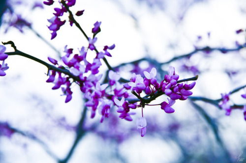 frolicingintheforest:Redbuds are one of my favorites. &lt;3