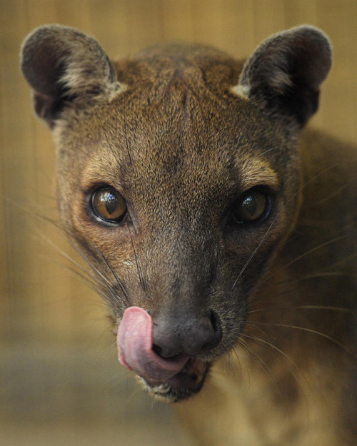 sdzoo: Isa the fossa  Did you know that the modern mongoose and the fossa evolved from the same ance