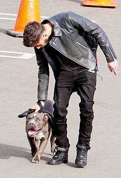 harrystylesdaily:  Zayn walking his dog around the YouTube parking lot. 11/23 