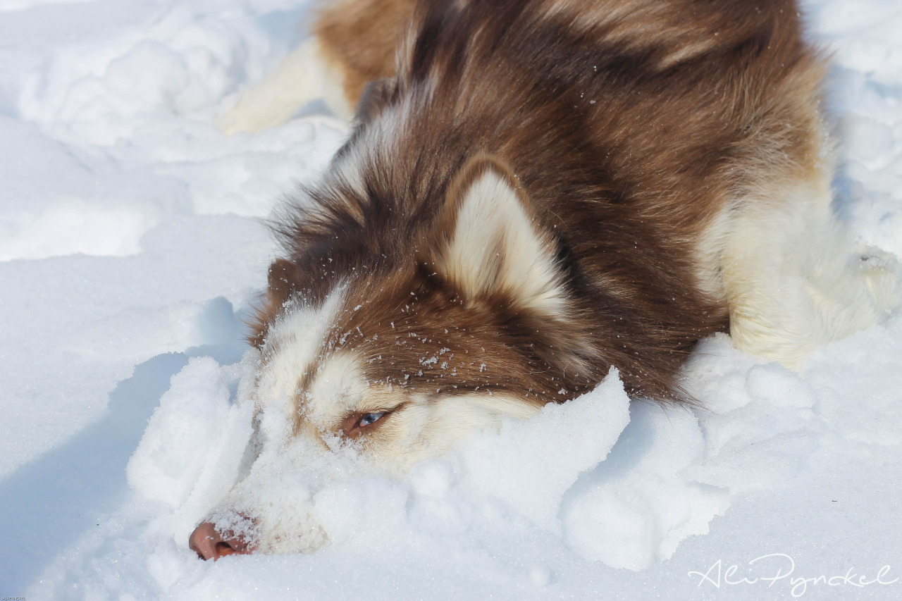 alipynckel:  Snow shark!