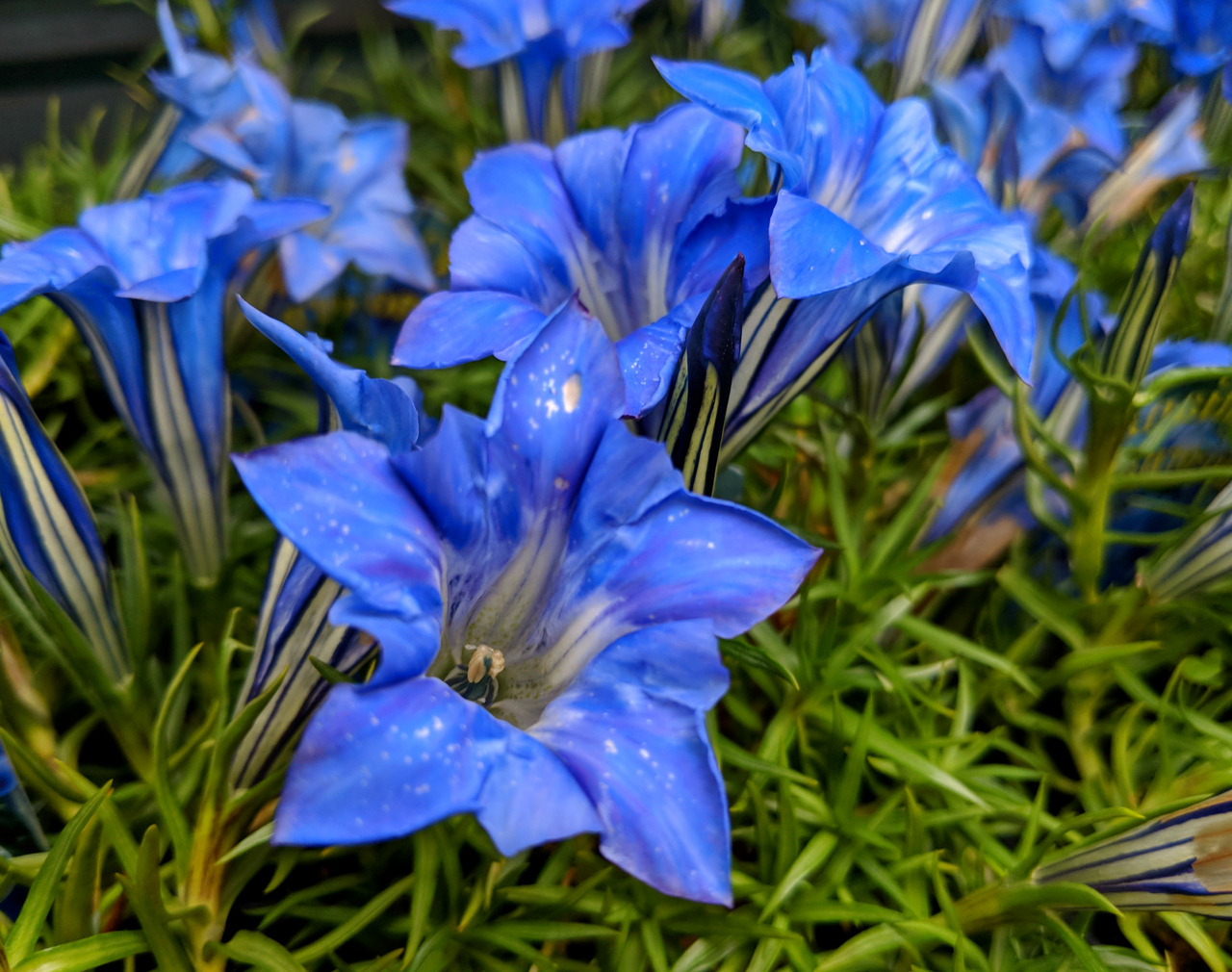 Regnum: Plantæ - Gentiana sino-ornata, Gentianaceae Whenever I see...