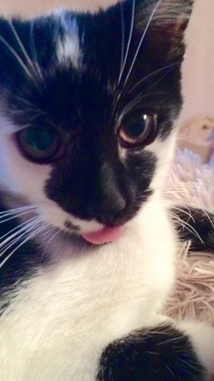 cleromancy:claudents:blepsailorbirdie your blep is on my dash again