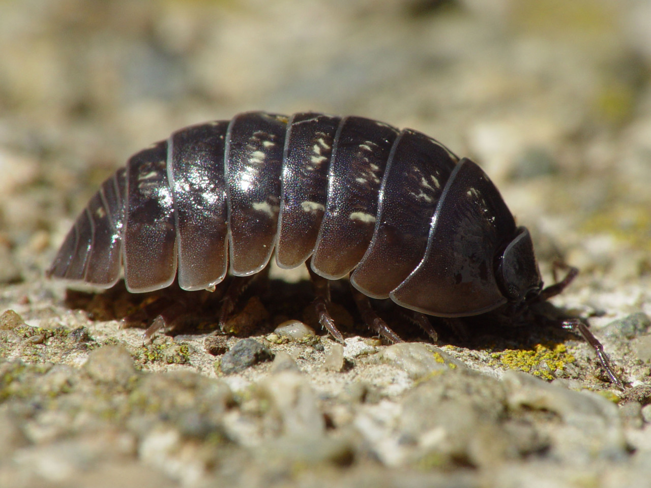 70 Wild Isopods Pill Bug Rolly Poly Live Feeder/Tank Cleaner Clean Up Crew 