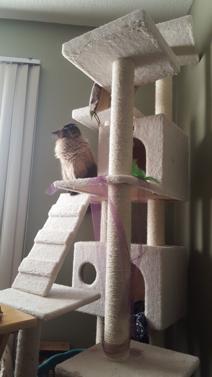 Watching Ben climb his lonely tower while listening to Evermore. My poor little beast.