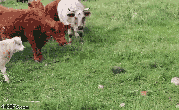Turtle scares cow herd
