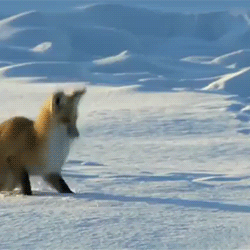 fluffygif - Arctic foxes hearing their prey under the...