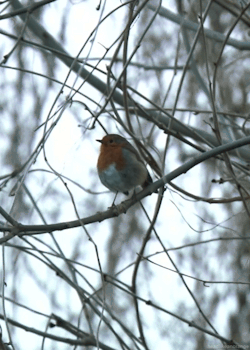 fat-birds:   Did anyone else poke the screen where his belly is each time he bounces up and down? No? You should, it’s endlessly entertaining.  