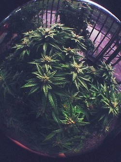 XXX Plant life photo