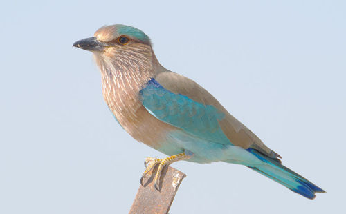 cool-critters:  Indian roller (Coracias benghalensis) adult photos