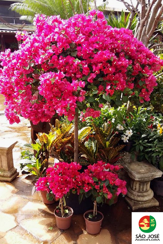 Agroflora São José — Belíssima, a Bougainville, conhecida também como...