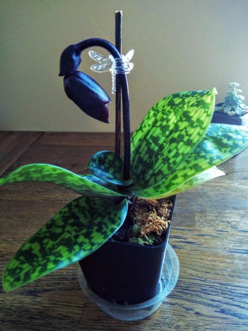 omgplants: lizplz: holy shit you guys Lowes had paphiopedilum orchids?? like there was 5 or so paphs