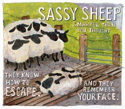 goat-soap:  a piece about those sheep in Britain who taught themselves to escape over cattle grates!! sassy buggers 