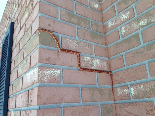 brutal-pokemon: bedussey: what the fuck is this snake’s problem PARKOUR