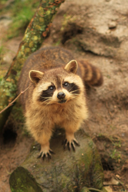 ayustar:  Raccoons at Porfell Wildlife Park