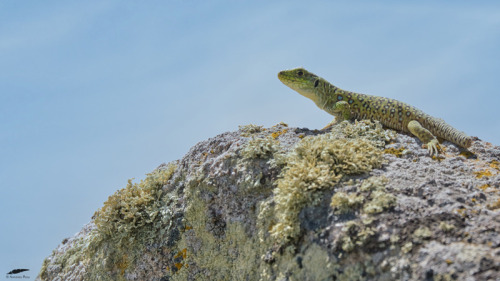 Ocellated Lizard - Sardão (Timon lepidus): juvenileMeda (19/05/2022)[Nikon D500; AF-S Nikkor 