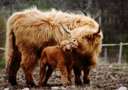 this-is-wild:  Highland Cow and Calf(Katarina.N) 