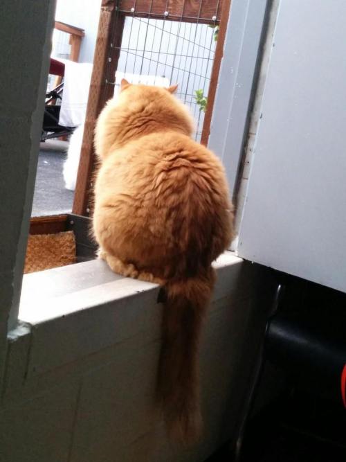 awwww-cute:  Fall is here, which means my cat has gone full pumpkin [xpost r/cats] 