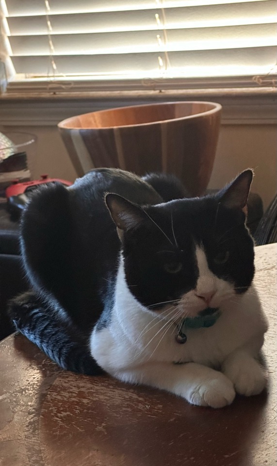 Todays My Brothers Birthday, So I Shall Be Posting His Cats Buttercup & Sylvester