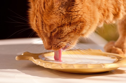 Source : tinamotta.tumblr.comFonte : www.wallpaperscraft.com - cat bowl milk lapping food