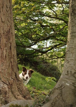 megpricephotography:  Border collies… they make me laugh! Here’s Flynn doing his favourite cat impression. He likes to hide behind stuff, then “sneak” up on me ;-) 