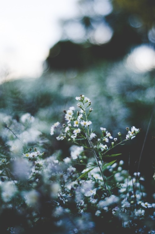 expressions-of-nature:by Hannah Bruckner