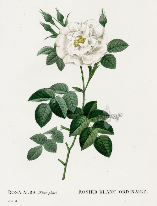 Extracts from Les Roses (1817) by P. J. Redoute, commissioned by Joséphine de Beauharnais