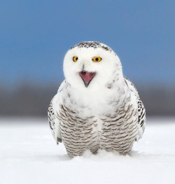 beautiful-wildlife:  Hi there! by Olav Thokle