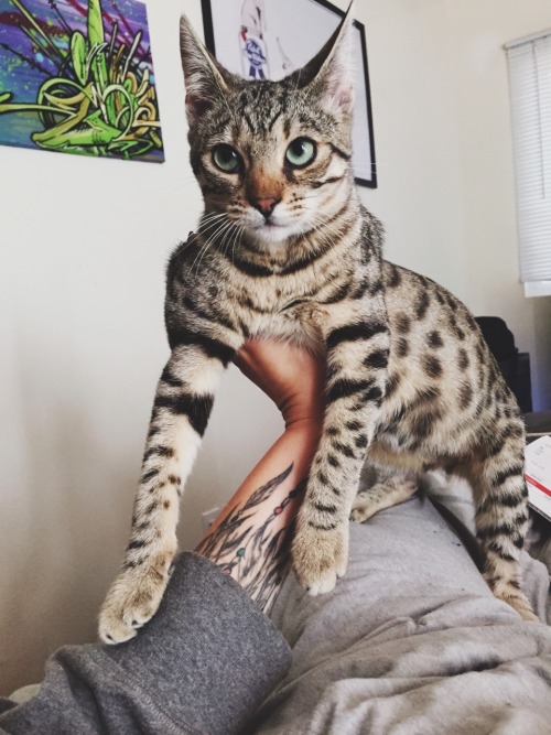 bengal cat