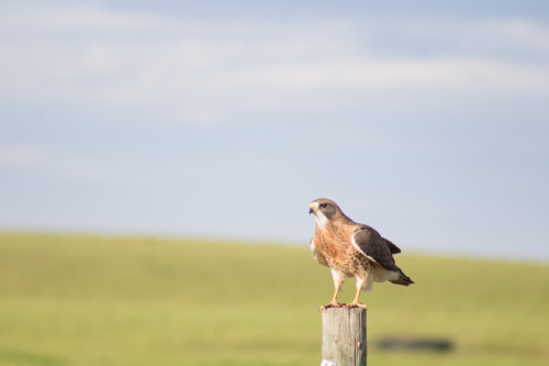 Swainson’s hawk 